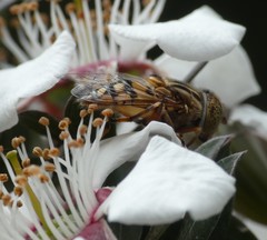 Eristalinus punctulatus