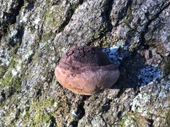 Phellinus everhartii