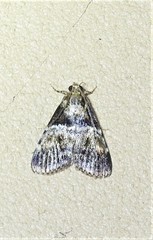 Orthaga thyrisalis