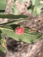 Cynips quercusnubila