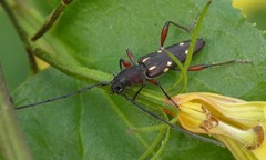 Eburophora octoguttata