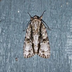 Acronicta connecta