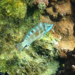 Pseudolabrus luculentus