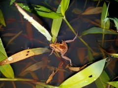 Microhyla palmipes