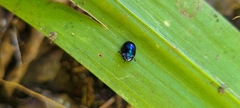 Chrysomelidae