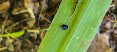 Chrysomelidae