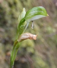 Pterostylis macilenta