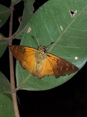 Augiades crinisus