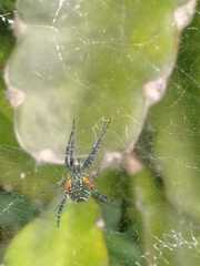 Cyrtophora moluccensis