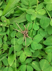 Lycosa erythrognatha