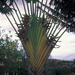 Palma del Viajero - Photo (c) Forest and Kim Starr, algunos derechos reservados (CC BY)
