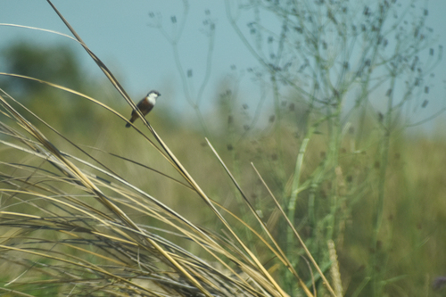 Marsh Seedeater (Sporophila palustris), photo 10