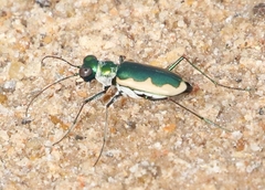Eunota circumpicta johnsonii