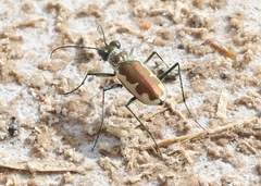 Eunota circumpicta johnsonii