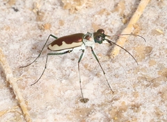 Eunota circumpicta johnsonii