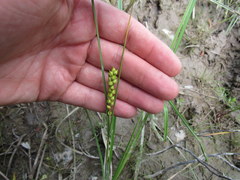 Carex striata
