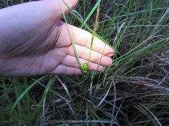 Carex striata