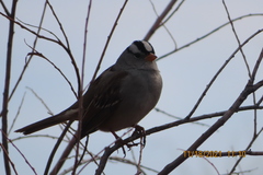 Zonotrichia leucophrys