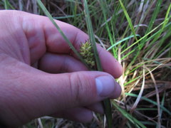 Carex striata