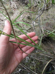 Carex striata