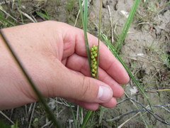 Carex striata