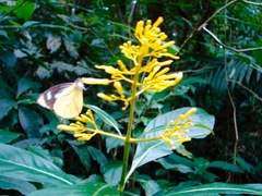 Leptophobia caesia tenuicornis