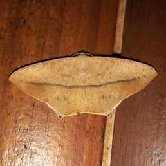 Prochoerodes flexilinea