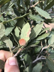 Cynips quercusnubila