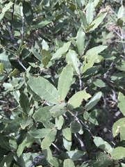 Cynips quercusnubila