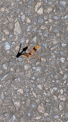 Delta bicinctum