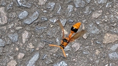 Delta bicinctum