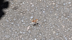 Delta bicinctum