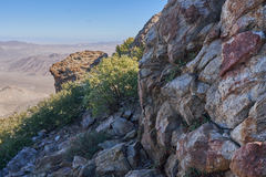 Heuchera brevistaminea