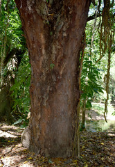 Ganophyllum falcatum