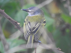 Poecilotriccus sylvia