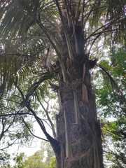Parajubaea cocoides