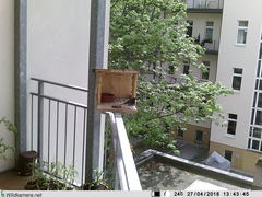 Phoenicurus ochruros