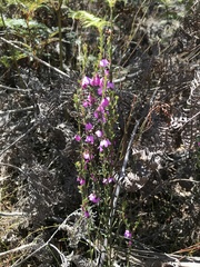 Tetratheca labillardierei