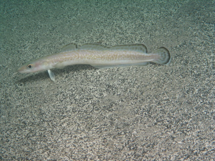 Representative image of Molva