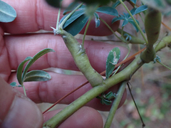 Neolasioptera lupini