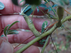 Neolasioptera lupini