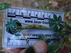 Neolasioptera lupini