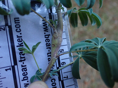 Neolasioptera lupini