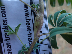 Neolasioptera lupini