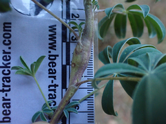 Neolasioptera lupini