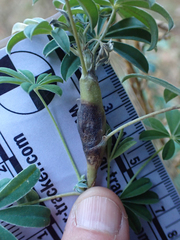 Neolasioptera lupini