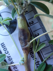 Neolasioptera lupini