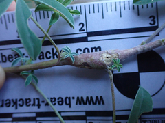 Neolasioptera lupini