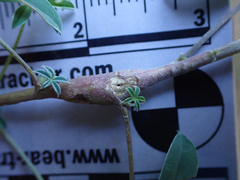 Neolasioptera lupini