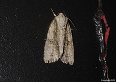 Acronicta connecta